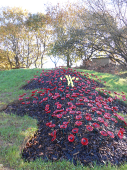Primary School Ceramic Poppy Project
